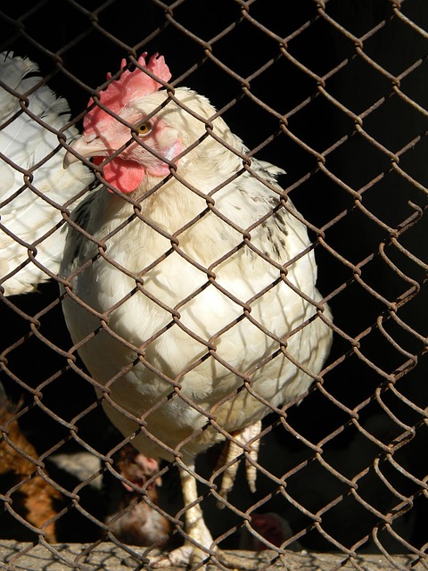 中国的足球 中国的足球